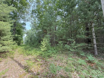 /international/us/critter-trail-manistee-mi-110100863317/