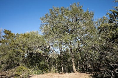 /international/us/tbd-farm-to-market-594-burton-tx-110101072868/