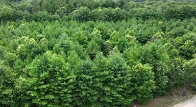 /international/us/l16-sandy-pines-court-lot-16-redgranite-wi-110107166022/