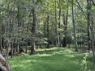 /international/us/00-bonner-mountain-road-davis-wv-110101463982/