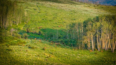 /international/us/tbd-eby-creek-road-eagle-co-110109169574/