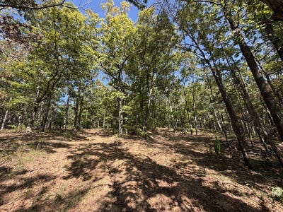 /international/us/bug-scuffle-road-west-fork-ar-110120108571/