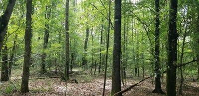 /international/us/974-merrifield-drive-valley-grande-al-110100513373/