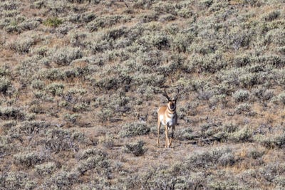 /international/us/tbd-big-piney-wy-110103987392/