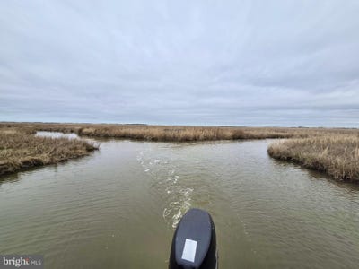/international/us/waterfowl-sika-ducks-wesley-road-crapo-md-110098852107/
