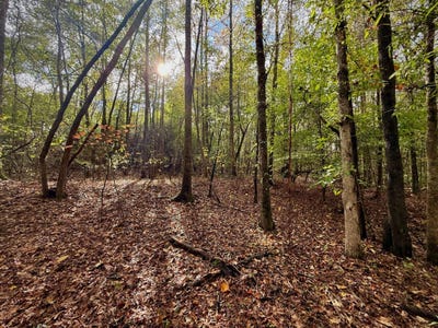 /international/us/00-scott-road-sipsey-al-110103203178/