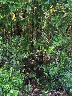 /international/us/sweetwater-lane-barnwell-sc-110094610445/