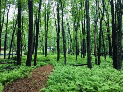 /international/us/ridge-road-lot-506-pocono-lake-pa-110105722160/