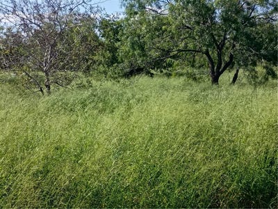 /international/us/364-deer-meadows-drive-lot-24-alice-tx-110108932255/