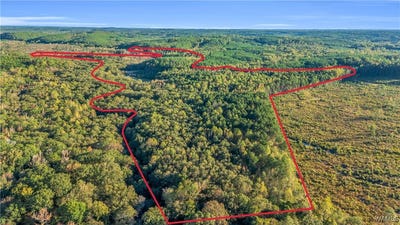 /international/us/snake-branch-rd-vernon-al-110105062795/