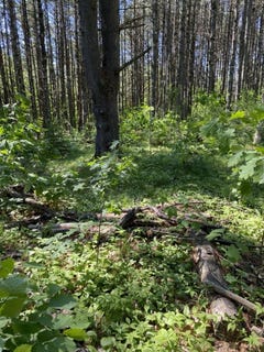 /international/us/rockwood-drive-lot-10-11-12-13-minocqua-wi-110108752611/