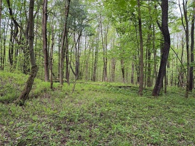/international/us/kellogg-hill-road-south-dayton-ny-110108363807/