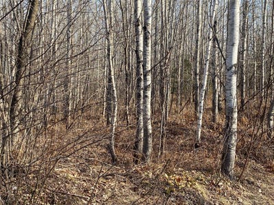 /international/us/near-bennett-road-lake-nebagamon-wi-110119753295/