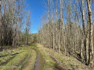 /international/us/swamp-road-carthage-ms-110107036547/