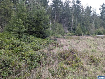 /international/us/nka-critter-country-trail-sequim-wa-110107071223/