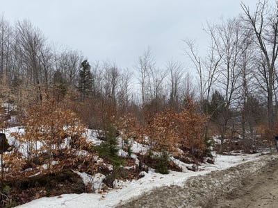 /international/us/buckfield-me-110107401077/