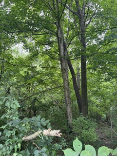 /international/us/tbd-e-walnut-street-williamsport-in-110101068668/?lang=en