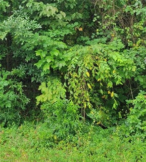 /international/us/ambridge-drive-kernersville-nc-110103378525/