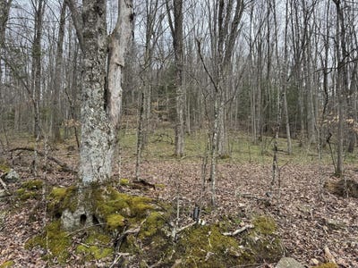 /international/us/sugar-camp-rd-craigsville-wv-110106599375/