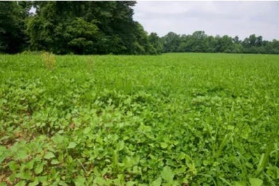 /international/us/183-acres-flint-springs-road-horse-branch-ky-110104330711/