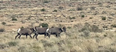 /international/us/851-battle-canyon-road-winslow-az-110120512948/