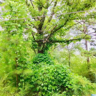 /international/us/14548-highway-280-lot-1-and-lot-2-chelsea-al-110101392073/