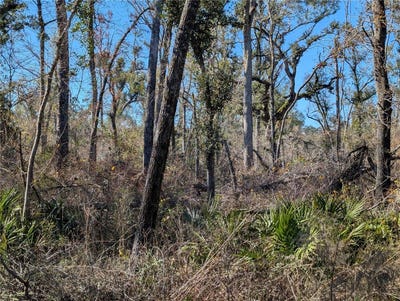 /international/us/nw-fox-run-trail-mayo-fl-110104341452/