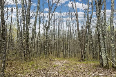 /international/us/lot-2-pierce-homestead-road-trego-wi-110104875024/