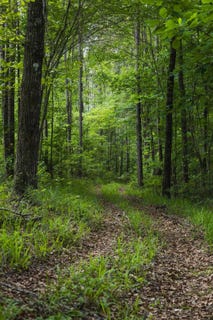 /international/us/46-61-acres-county-road-51-greensboro-al-110108225202/