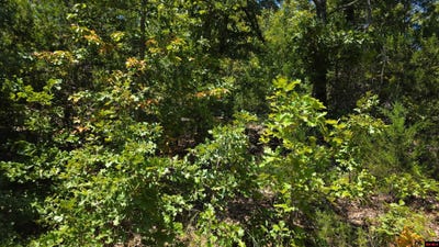 /international/us/760-07897-000-hillcrest-drive-bull-shoals-ar-110119643586/