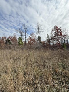 /international/us/forest-road-3169-winona-mo-110108027583/