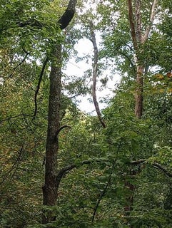 /international/us/0-ridgepole-sky-valley-ga-110095811459/