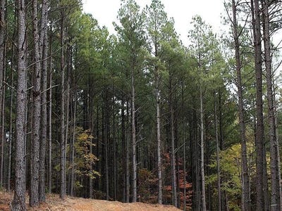 /international/us/pine-ridge-trail-broken-bow-ok-110105972780/