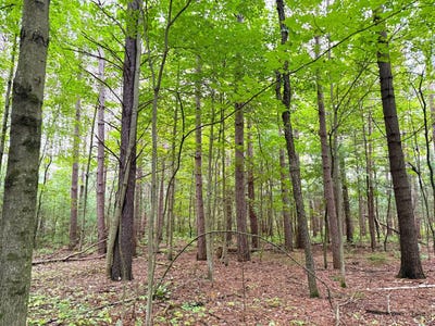 /international/us/woodsman-lane-clintonville-wi-110110371262/