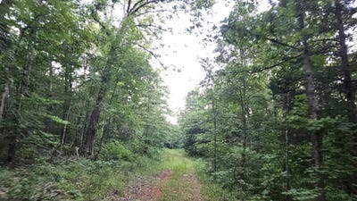 /international/us/009-tomahawk-slab-road-saint-joe-ar-110101179054/