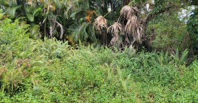 /international/us/kansas-avenue-stuart-fl-110108533930/