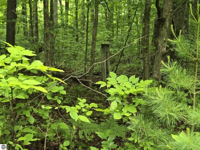 /international/us/parcel-1-maple-benzonia-mi-110108886006/