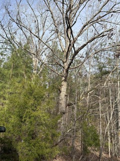 /international/us/tbd-hwy-378-e-edgefield-sc-110096397494/