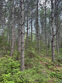 /international/us/xx-high-ridge-dr-schroeder-mn-110108222393/