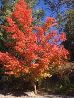 /international/us/1025-st-andrews-drive-columbia-falls-mt-110073029989/