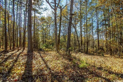 /international/us/vimy-woods-drive-alexander-ar-110108360258/