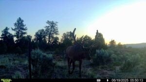 /international/us/nsn-forest-road-131c-tierra-amarilla-nm-110101212004/