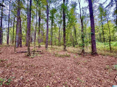 /international/us/highway-25-columbiana-al-110103262116/