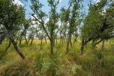 /international/us/1445-cave-wells-rd-lot-15-fort-mckavett-tx-110106095100/