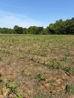 /international/us/467-crousetown-road-lexington-nc-110108124628/