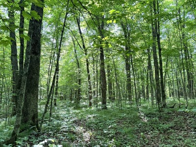 /international/us/0-homestead-road-merrill-wi-110099063391/