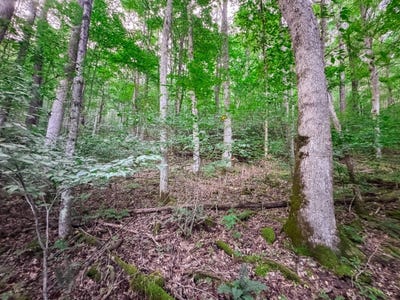 /international/us/0-route-15-19-camden-on-gauley-wv-110102937869/