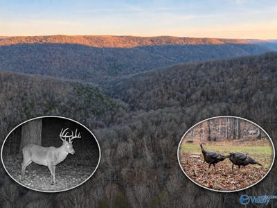 /international/us/100-ac-dry-creek-road-hollytree-al-110119987712/
