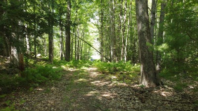 /international/us/l52b-52c-gammon-road-limington-me-110109869514/