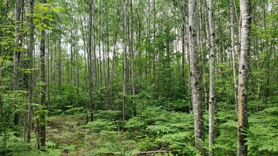 /international/us/606-burrows-lake-road-tomahawk-wi-110098691479/